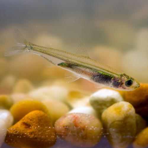 A close-up photo of the Delta smelt, courtesy of the California Department of Water Resources.